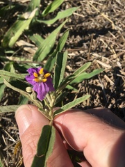 Solanum esuriale
