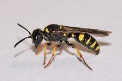 Cerceris atramontensis