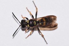 Cerceris atramontensis