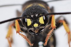 Cerceris atramontensis