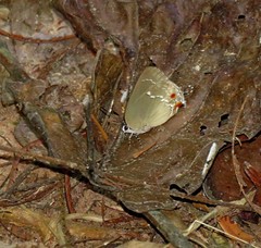 Strephonota cyllarissus