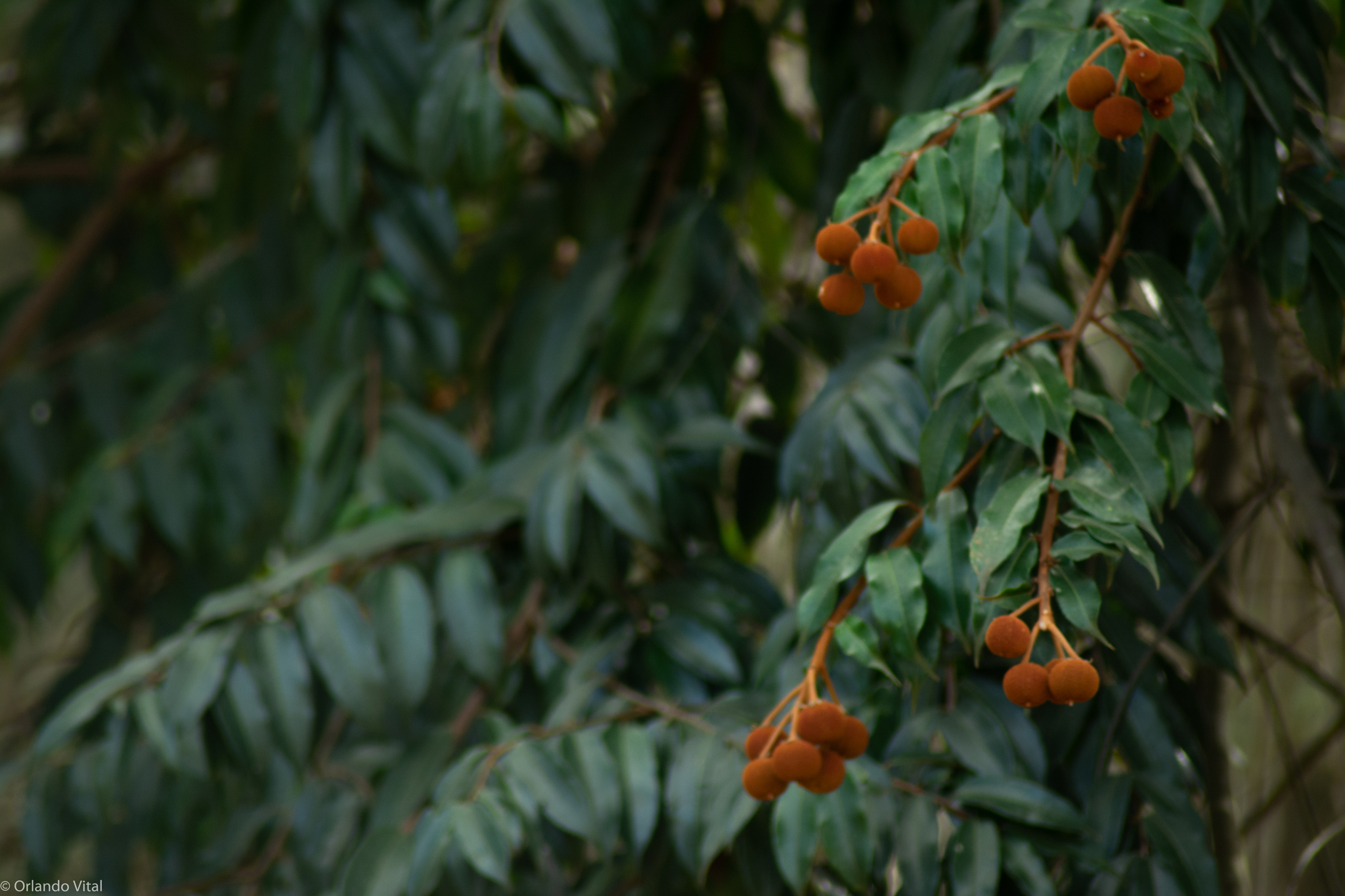 Mabea fistulifera