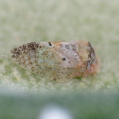 Euphyllura olivina
