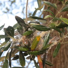 Euphyllura olivina