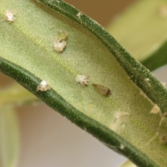 Euphyllura olivina