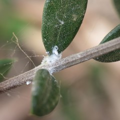 Euphyllura olivina