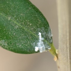 Euphyllura olivina