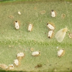 Siphoninus phillyreae