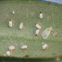 Siphoninus phillyreae