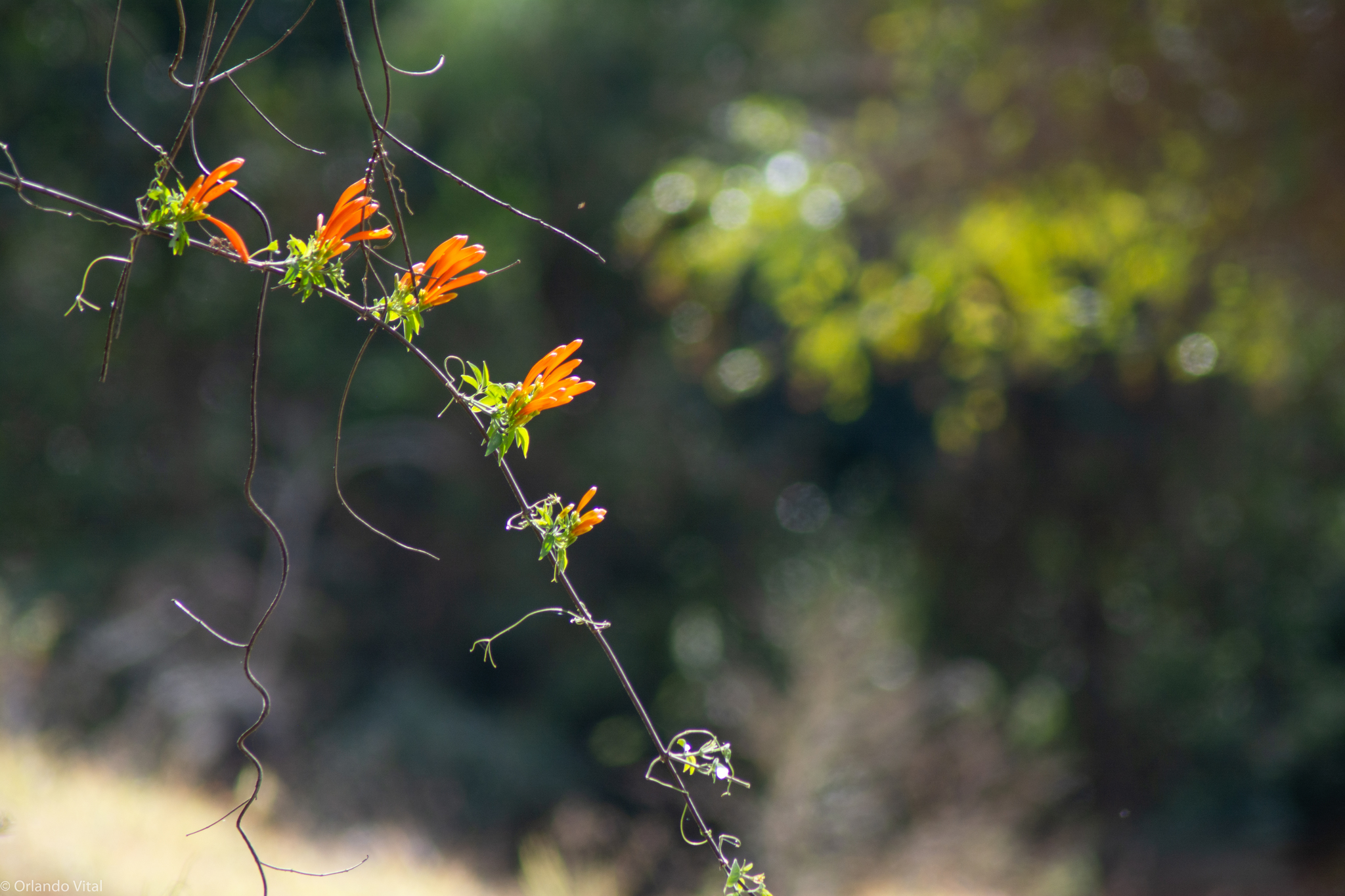 Pyrostegia venusta