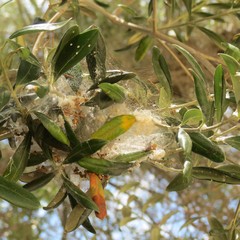 Euphyllura olivina
