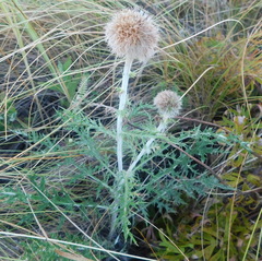 Echinops latifolius
