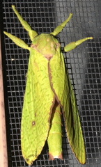 Aenetus eximia