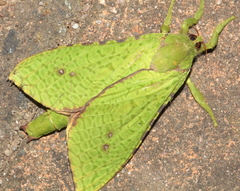 Aenetus eximia