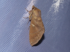 Hapigia