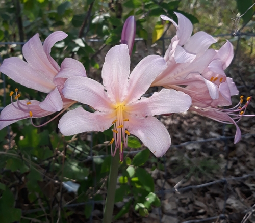 Lycoris squamigera