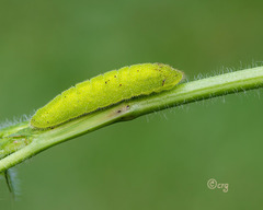 Lycaena phlaeas