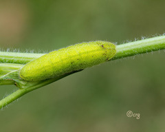 Lycaena phlaeas
