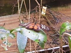 Heliconius hecale zuleika