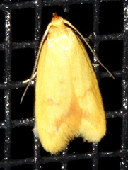 Aeolothapsa malacella