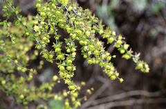Berberis dictyophylla