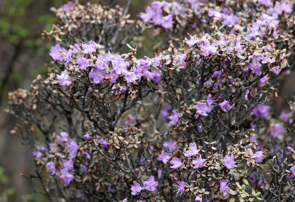 Rhododendron telmateium