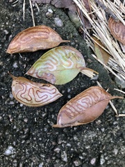 Phyllocnistis meliacella