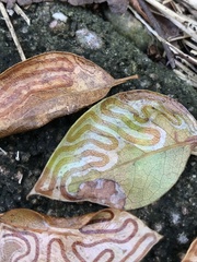 Phyllocnistis meliacella