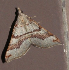 Anachloris uncinata