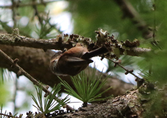 Aegithalos fuliginosus