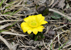 Oxygraphis glacialis