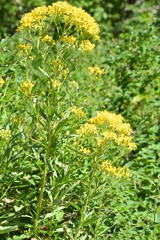 Senecio serra