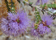 Melaleuca gibbosa