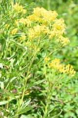 Senecio serra