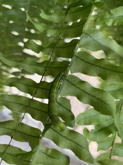 Callopistria floridensis