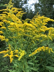 Solidago
