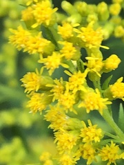Solidago