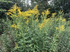 Solidago