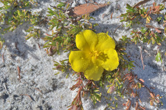 Hibbertia procumbens