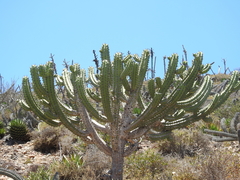 Myrtillocactus cochal