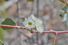 Eucalyptus tenuiramis