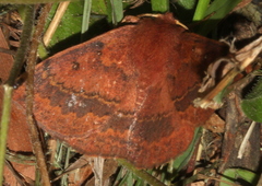 Anthela repleta