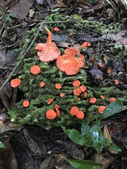Cantharellus coccolobae