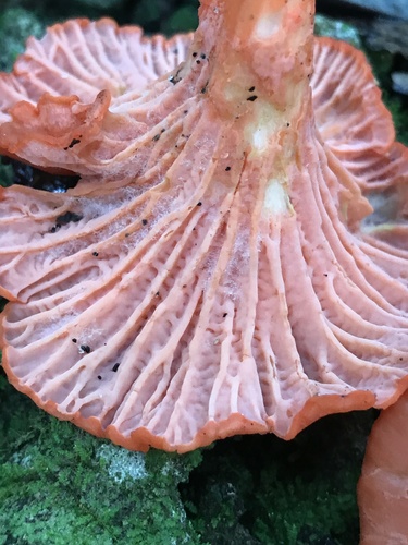 Flamingo Chanterelle