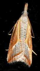 Arotrophora arcuatalis