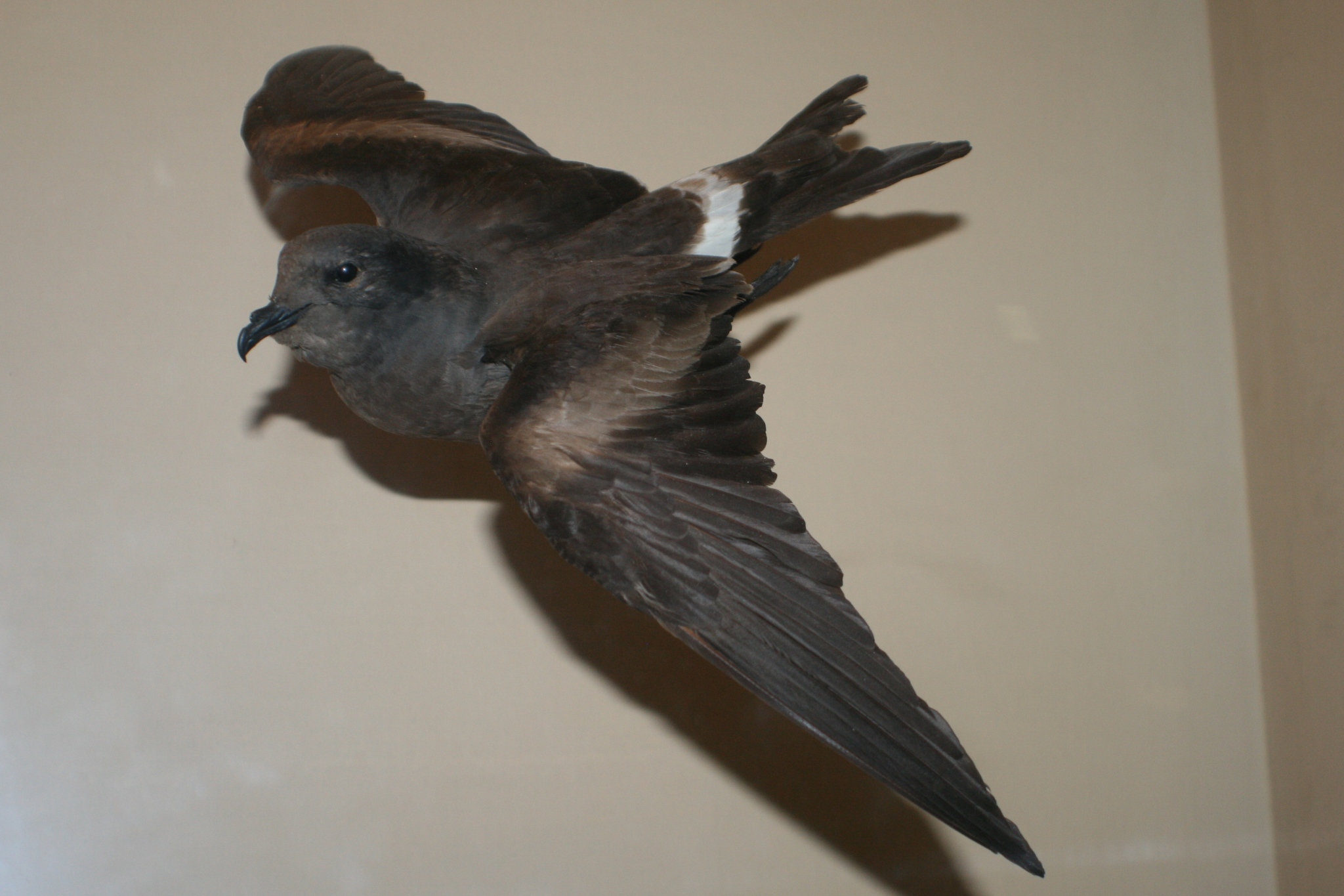Guadalupe Storm-Petrel illustration