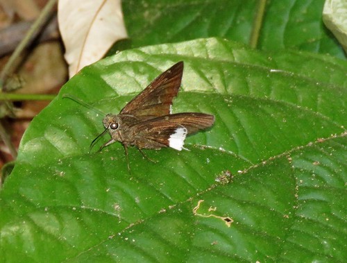 Urbanus reductus
