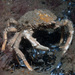 Spiny Spider Crab - Photo (c) Bernard Picton, some rights reserved (CC BY), uploaded by Bernard Picton