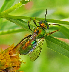 Augochloropsis viridula