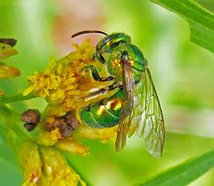 Augochloropsis viridula